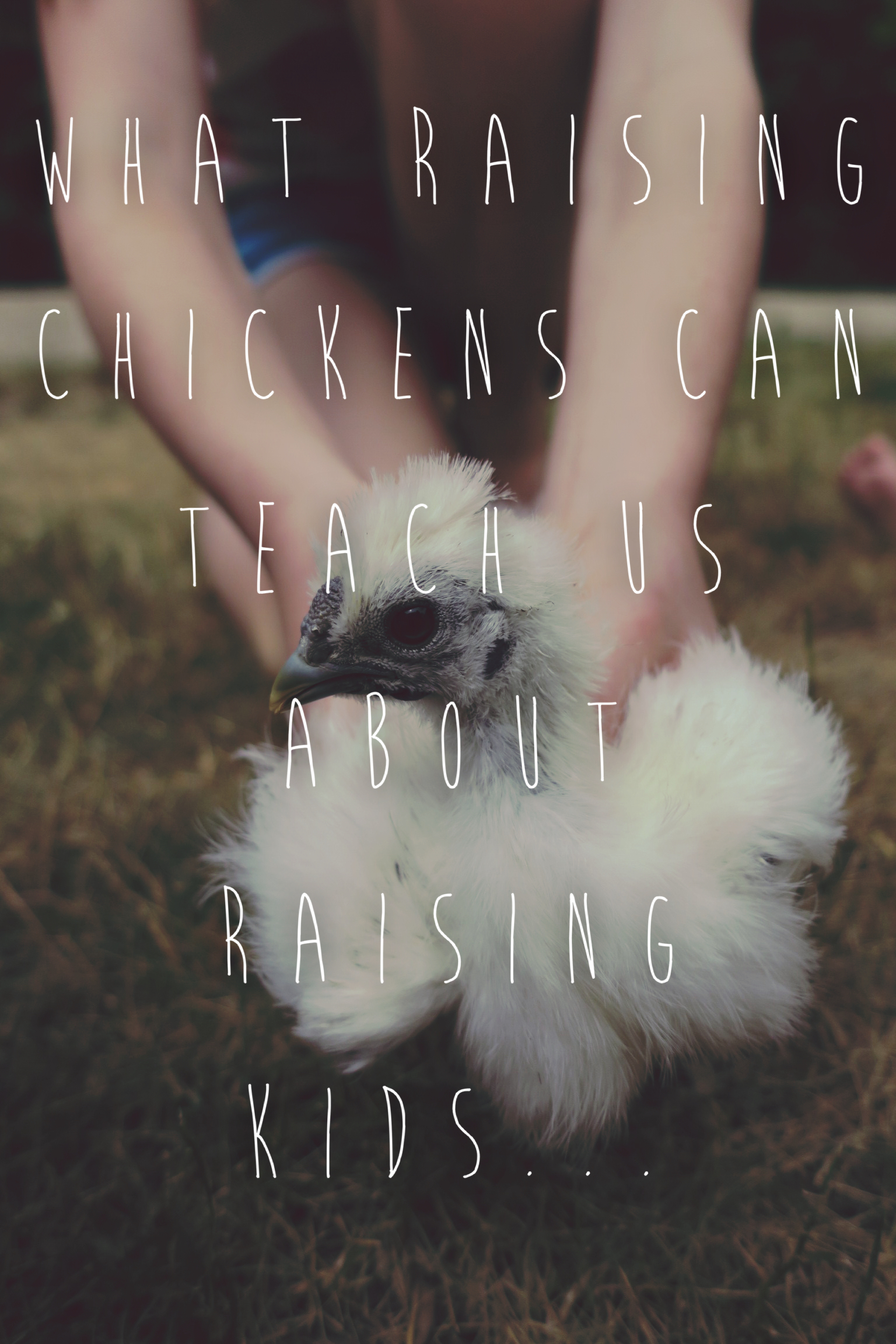 chicken header – Modern Catholic Mom